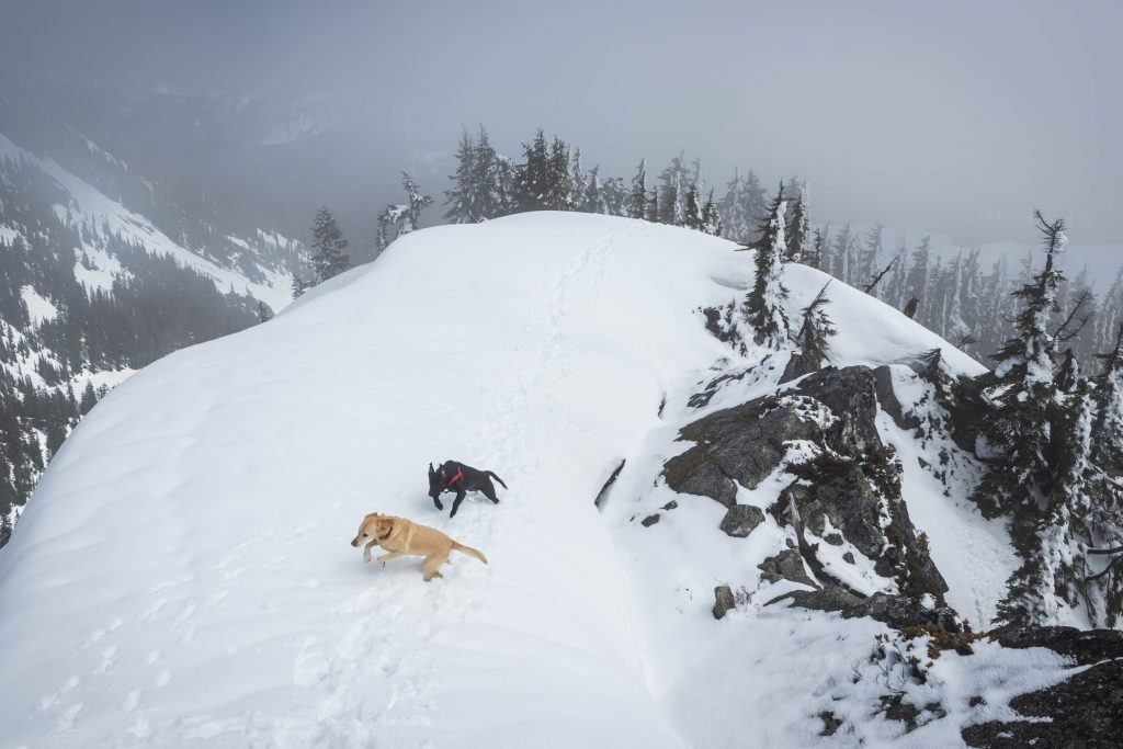 Summit dogs on Lumiere Ridge