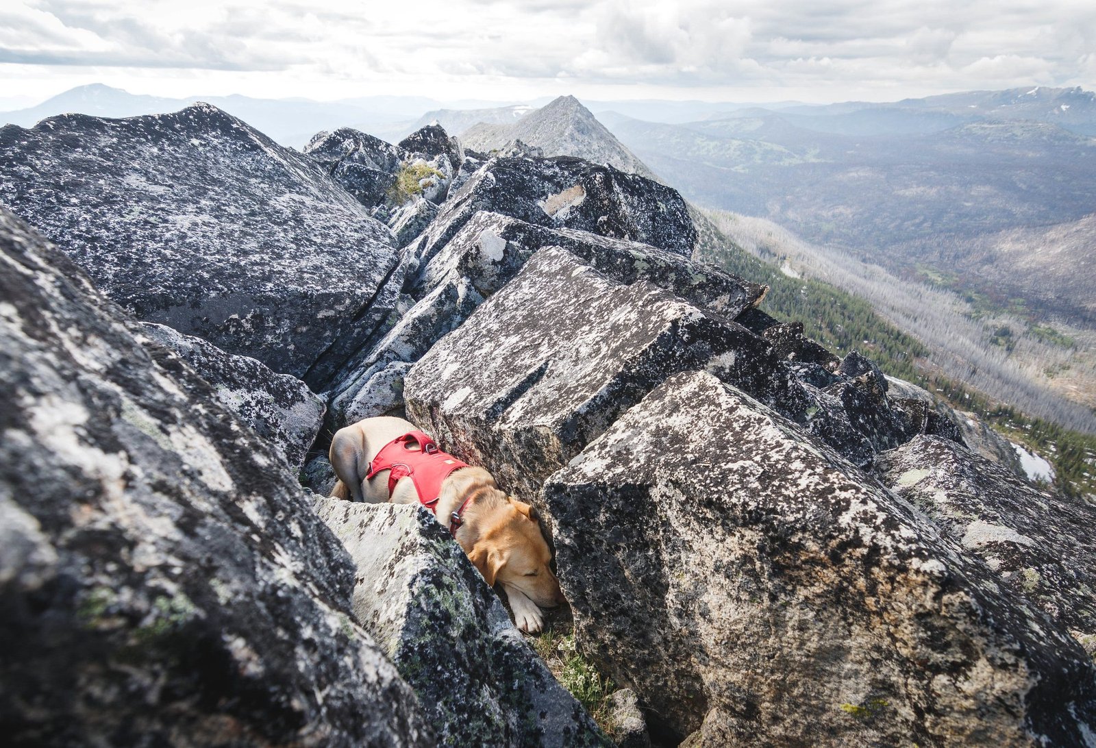 Summit dogs on Andrew Peak