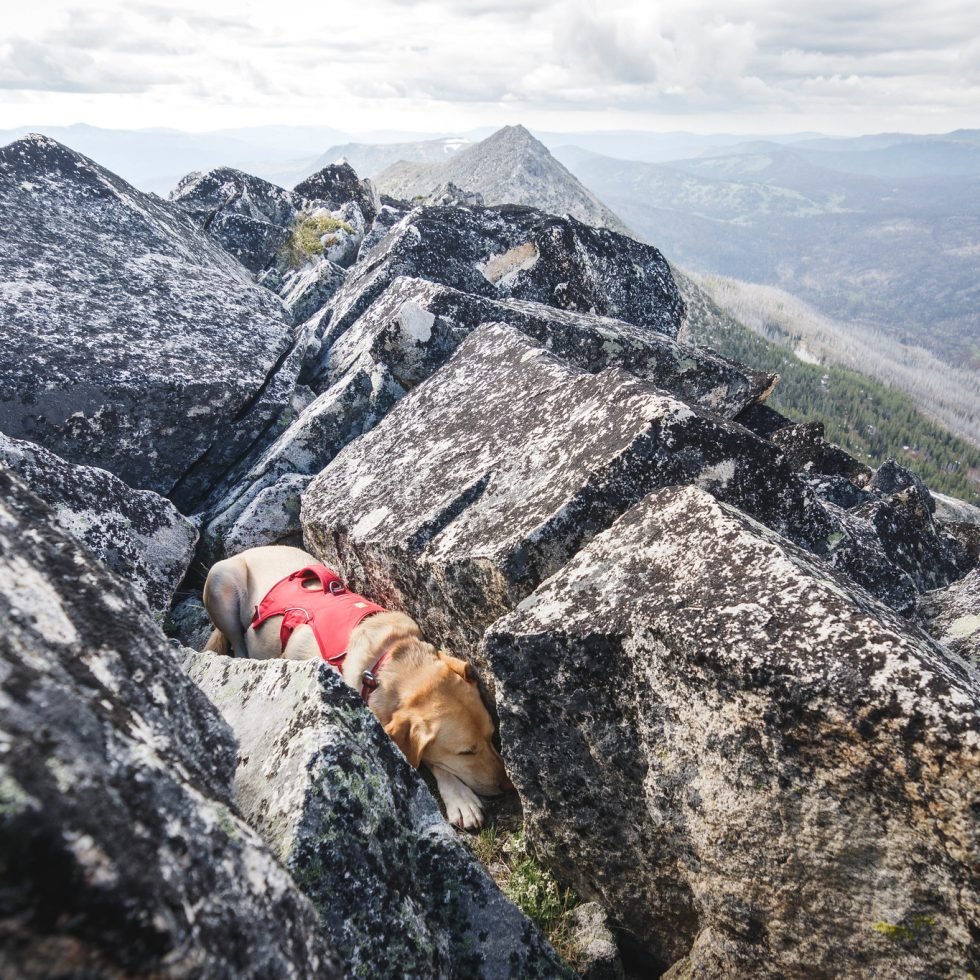 Summit dogs on Andrew Peak