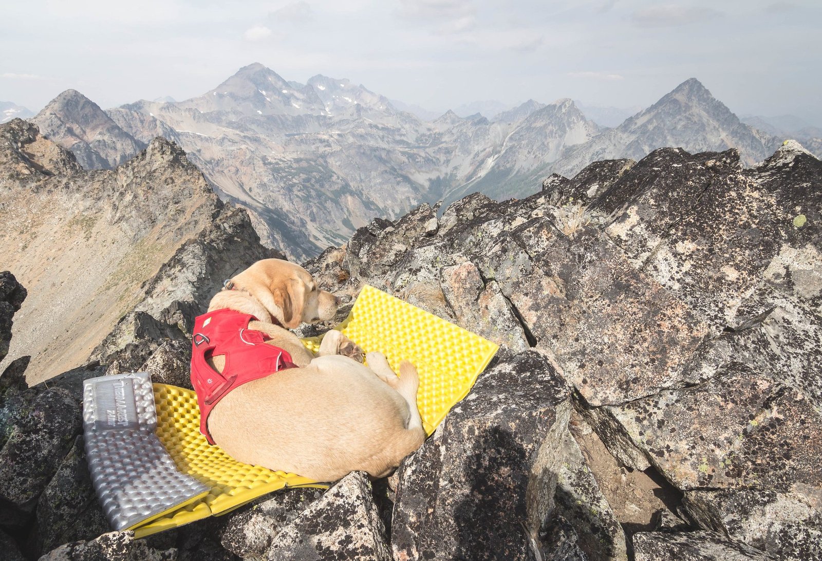 Summit dogs on Chilly Peak