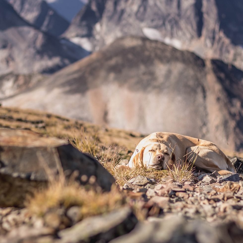 Summit dogs on Ptarmingan Peak