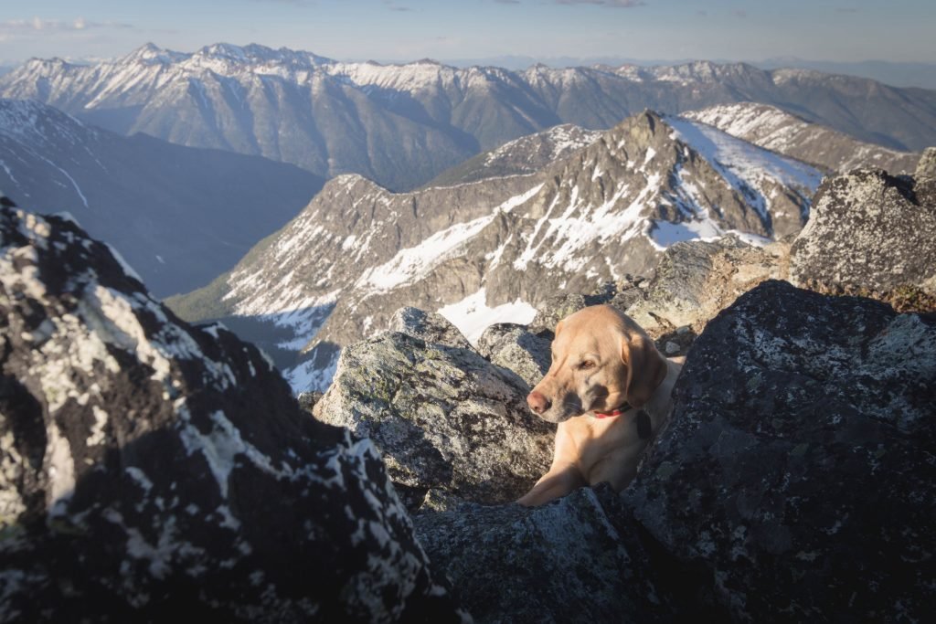 Summit dogs on Mount Gibbs