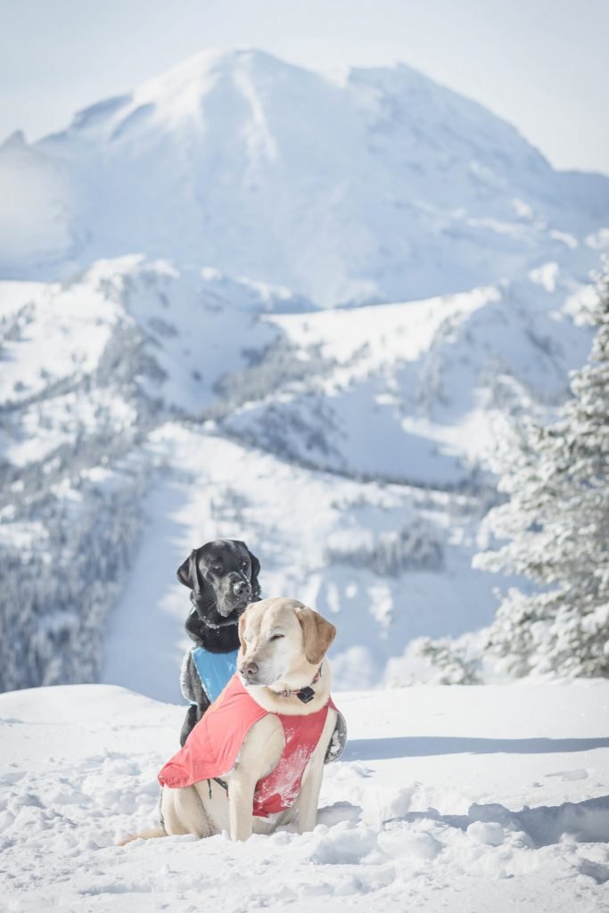 Summit dogs on Norse Peak
