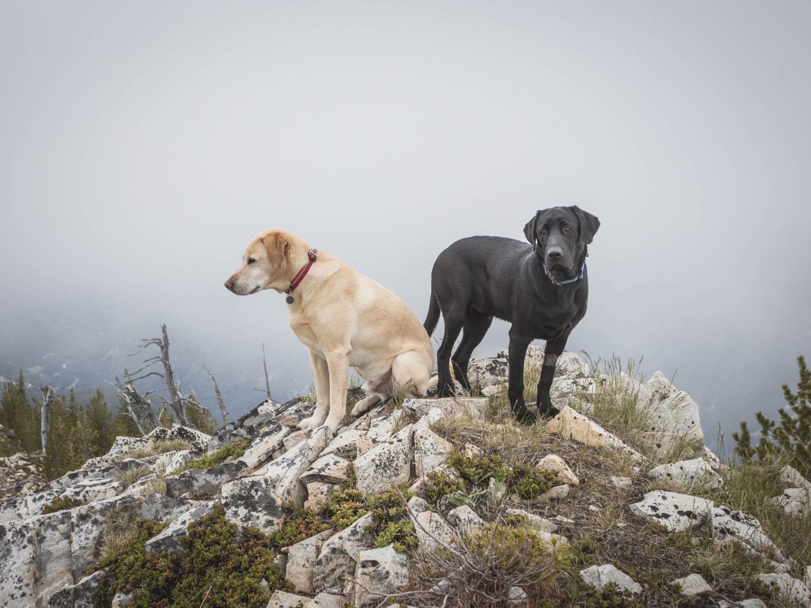 Summit dogs on Fourmile Ridge