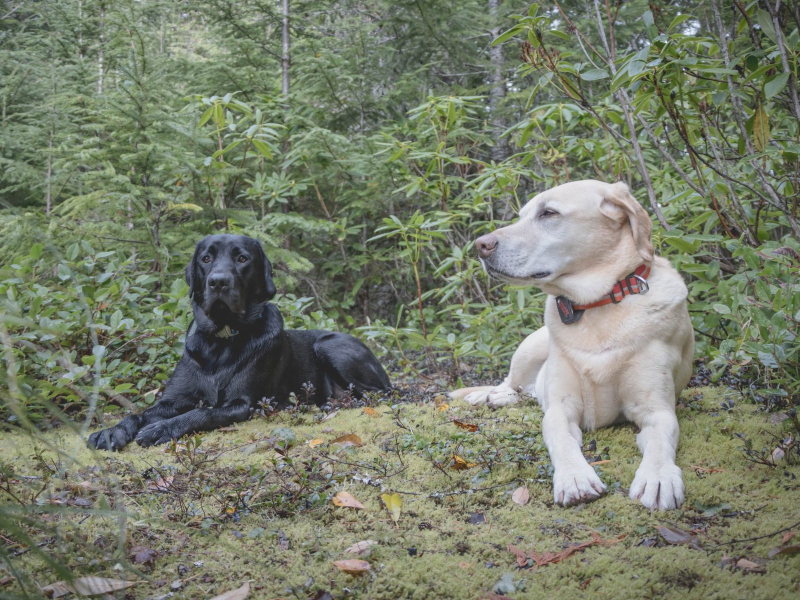Summit dogs on Webb Mountain