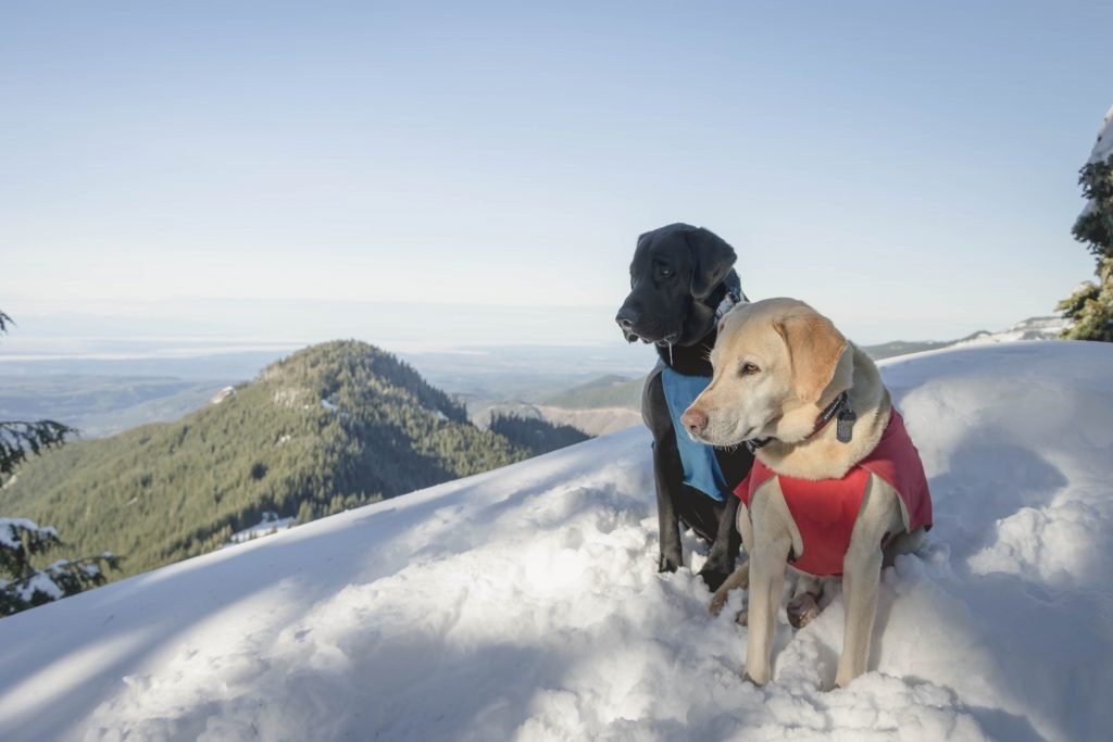 Summit dogs on Poch Peak