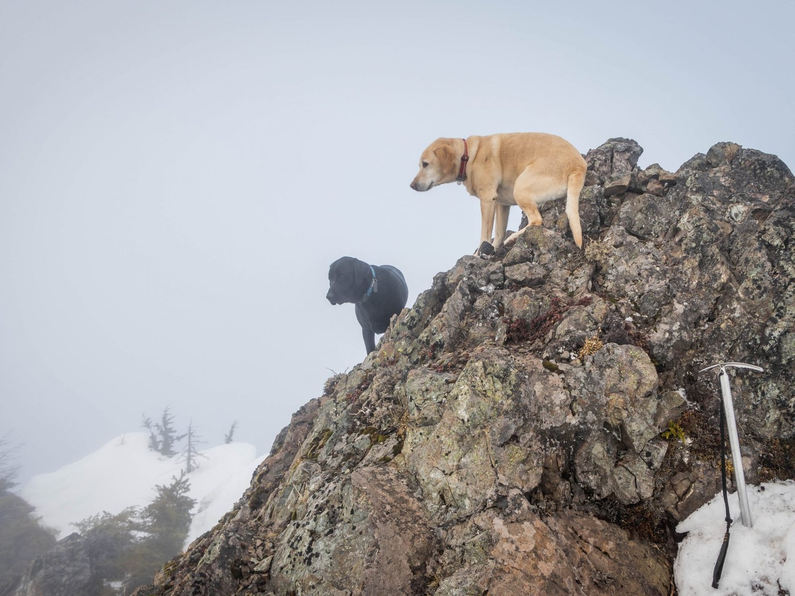 Summit dogs on Lightning Peak East Summit