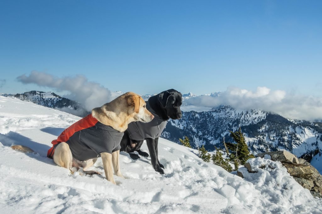 Summit dogs on Twin Peaks