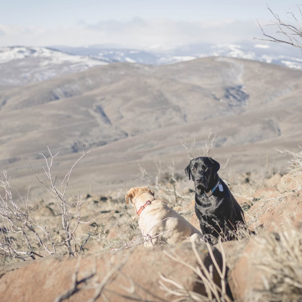 Desert dogs on Cowiche Mountain East Peak