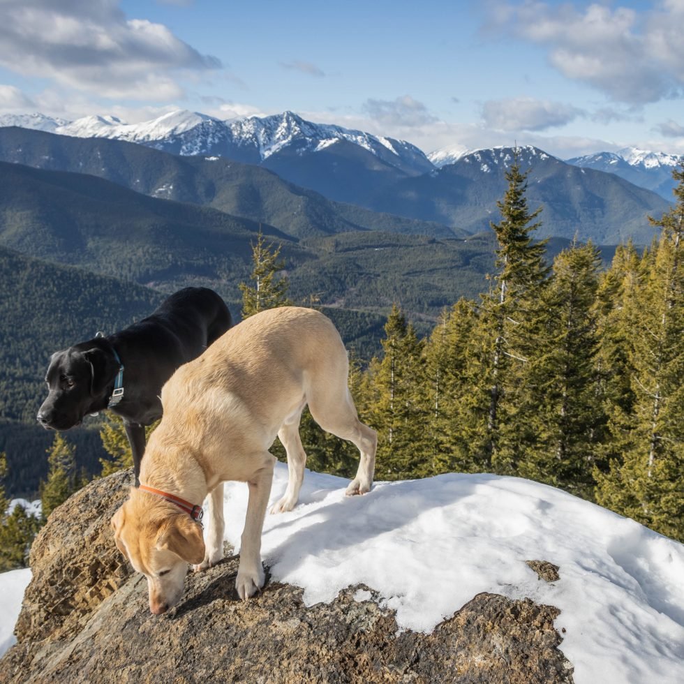 Summit dogs on Mount Zion