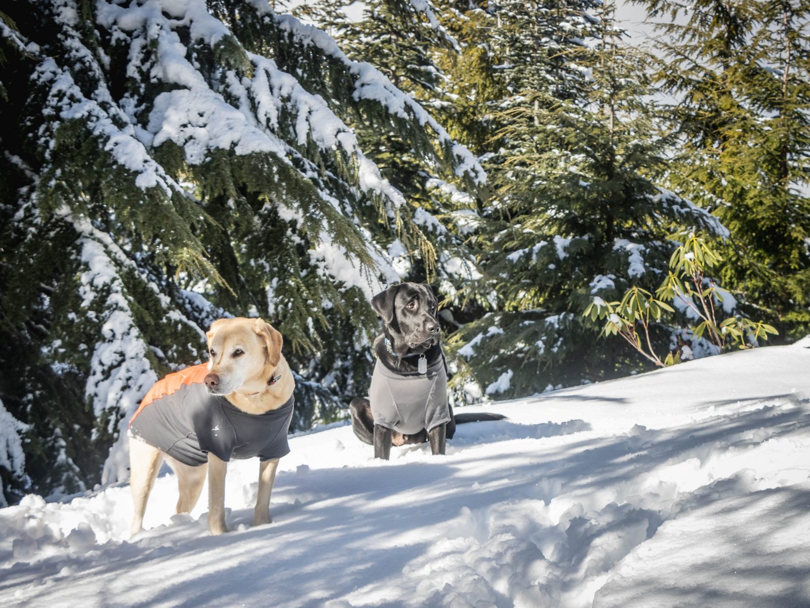 Summit dogs on Buck Mountain