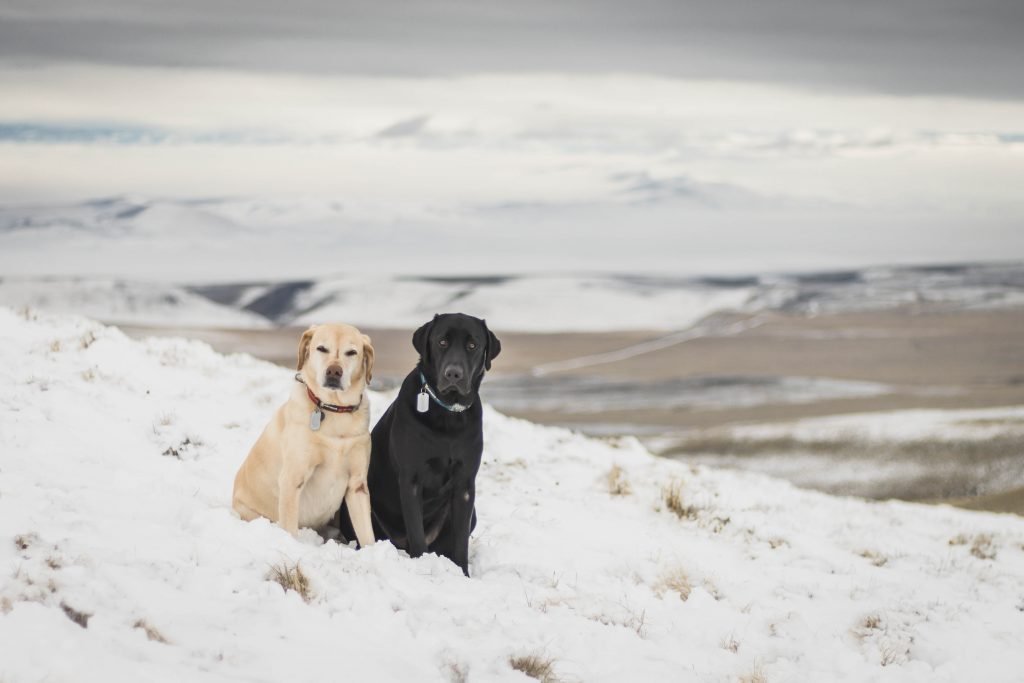 Summit dogs on Yakima Ridge