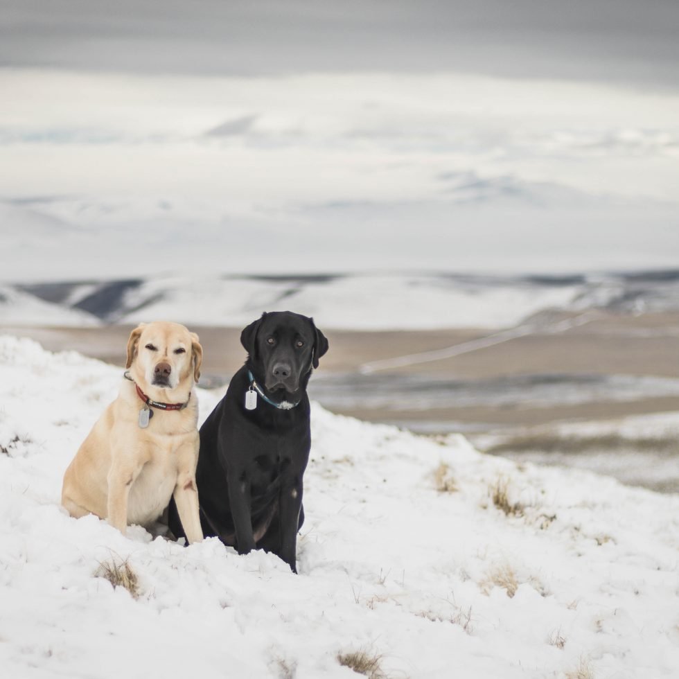 Summit dogs on Yakima Ridge