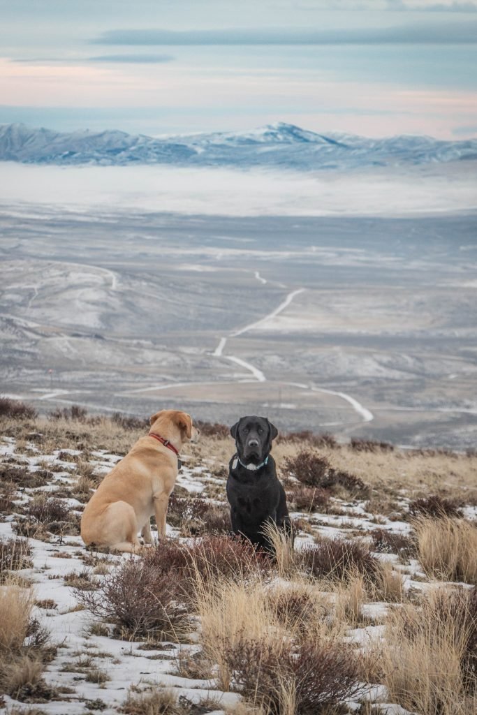 Summit dogs on Manastash Ridge East Peak