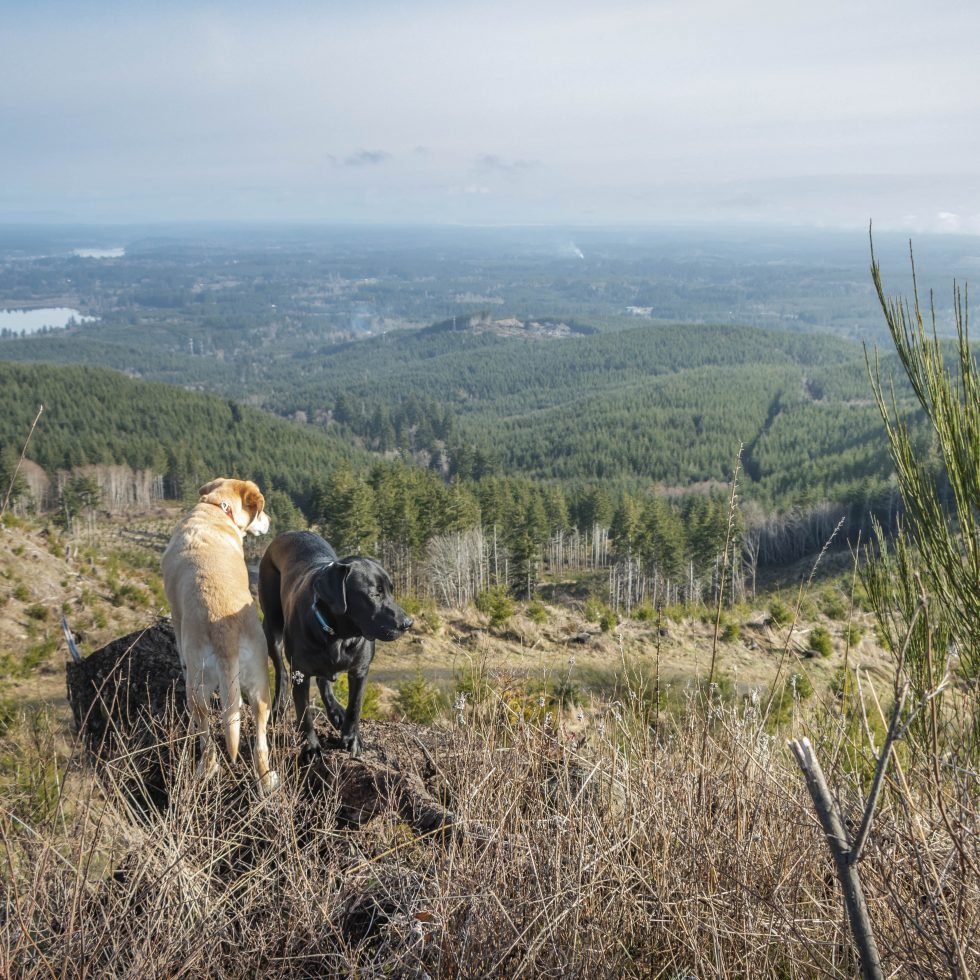 Summit dogs on Kamilche Hill