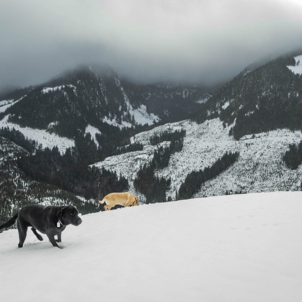 Summit dogs on Haystack Mountain