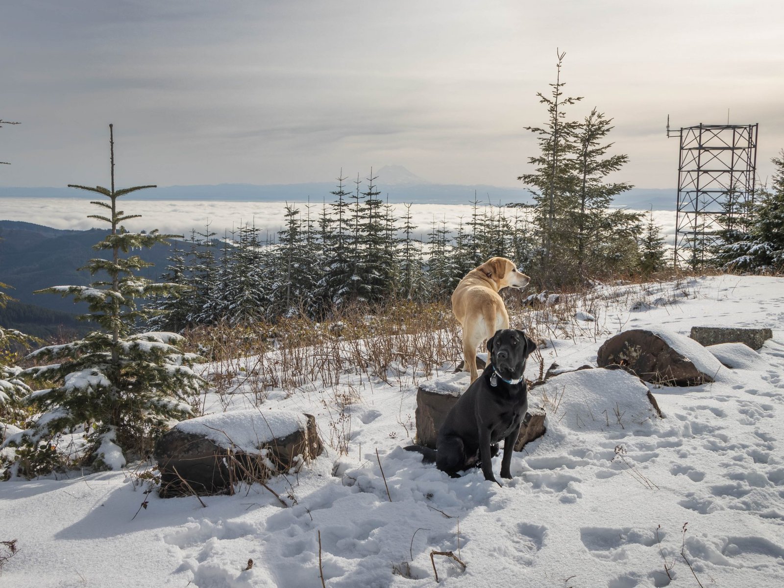 Summit dogs on Capitol Peak