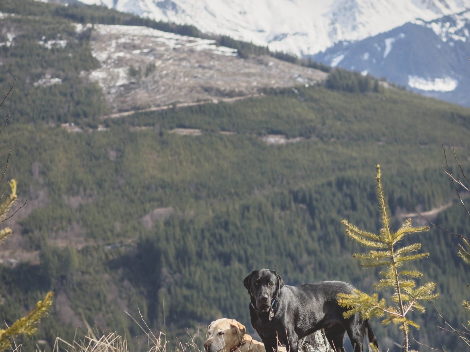 Summit dogs on Blue Mountain