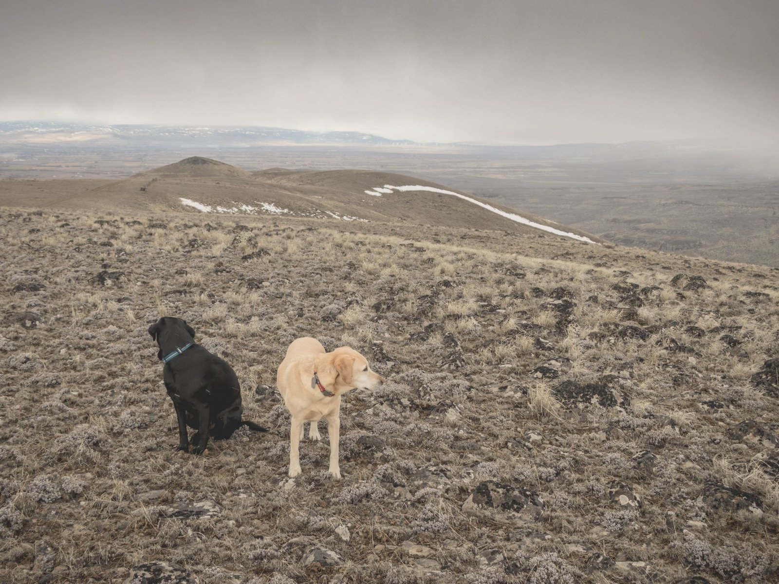 Desert dogs on Whiskey Dick Mountain