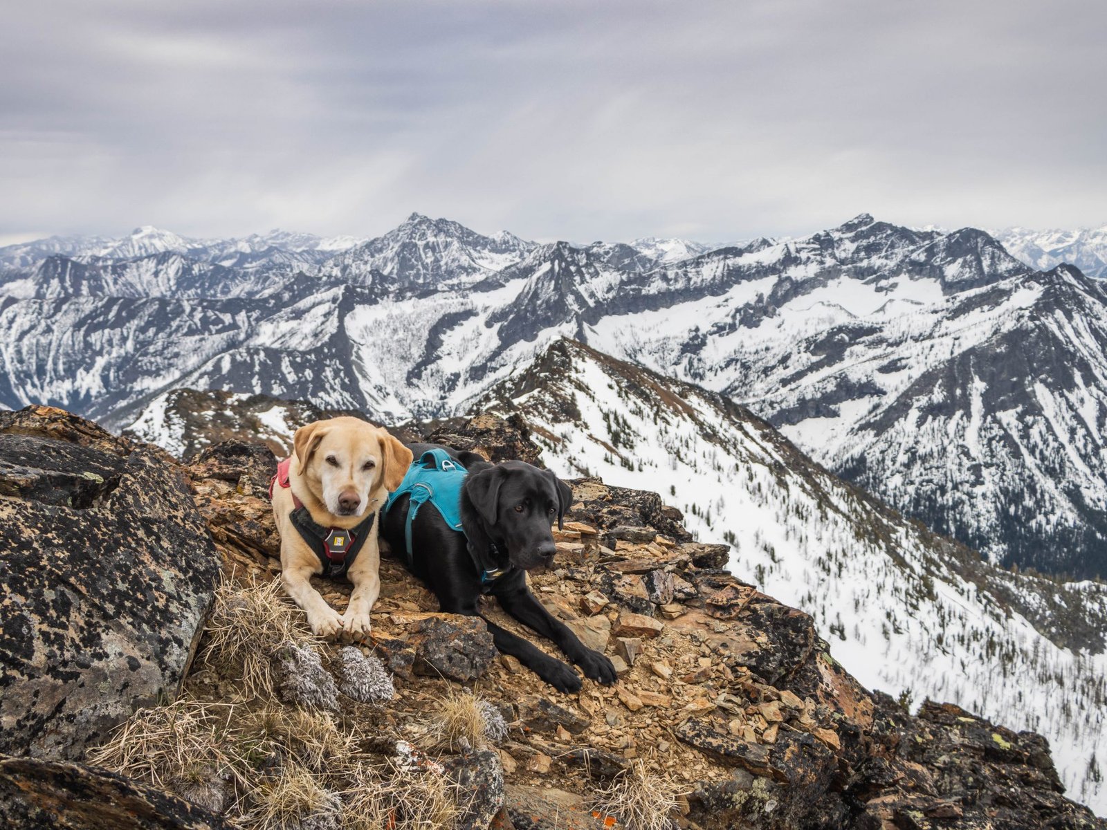 Summit dogs on Mother Lode Peak