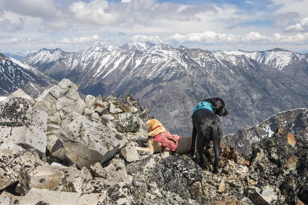 Summit dogs on Crescent Mountain