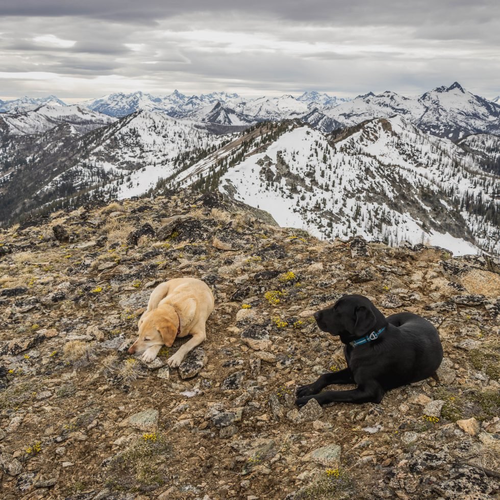 Summit dogs on Battle Mountain