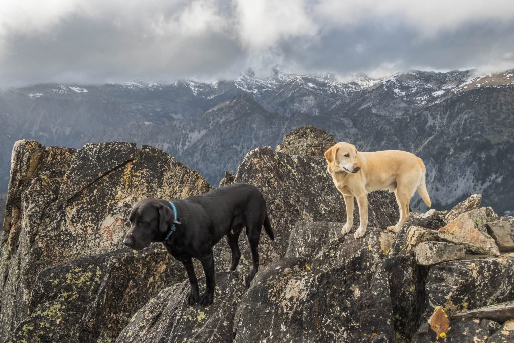 Summit dogs on Old Maid Mountain