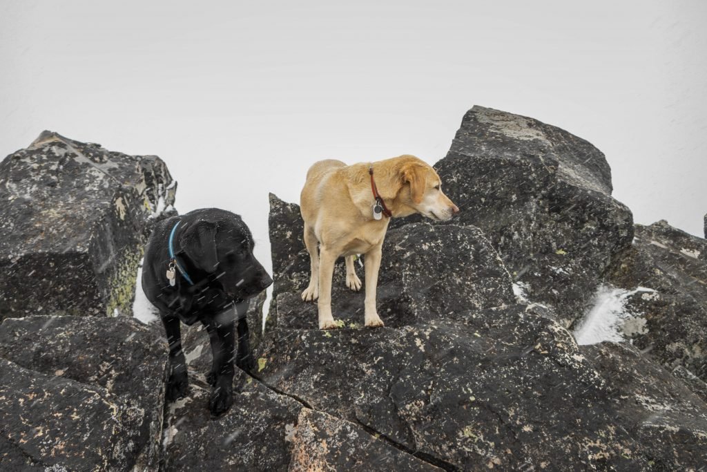 Summit dogs on Ferry Peak