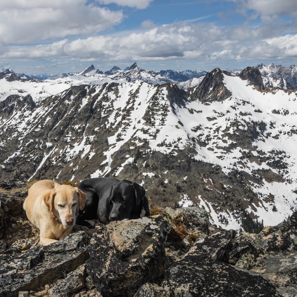 Summit dogs on Switchblade Peak