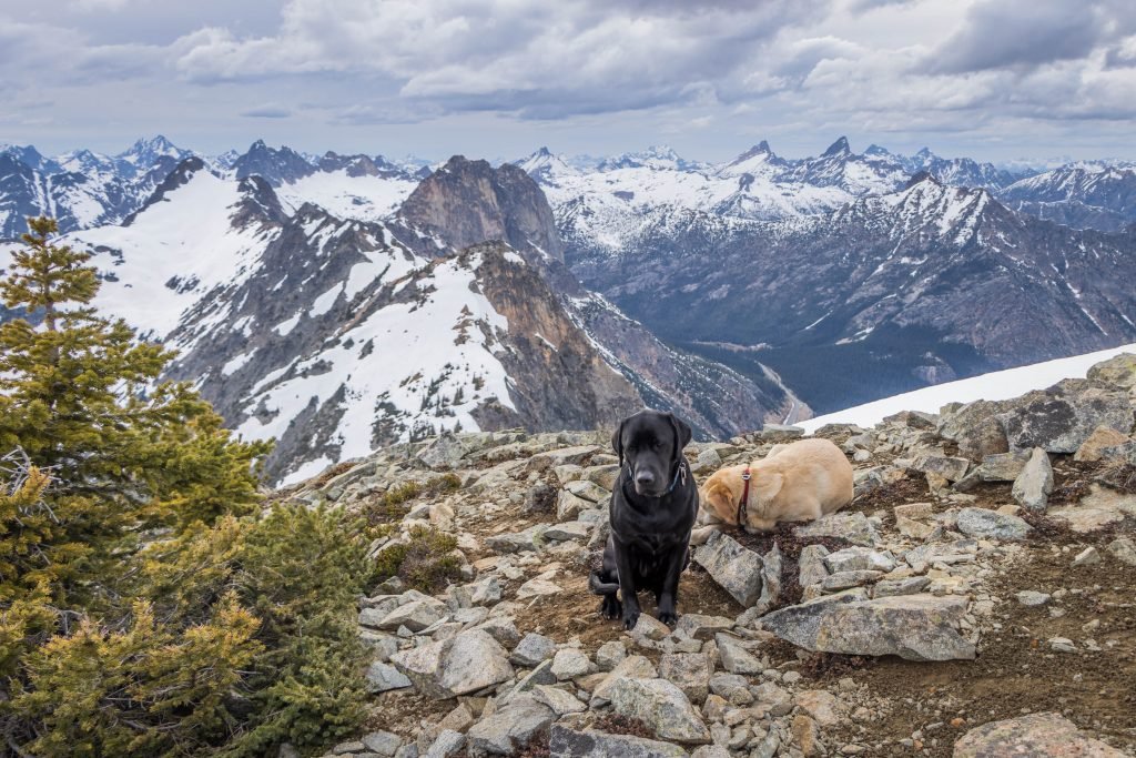 Summit dogs on Copper Benchmark