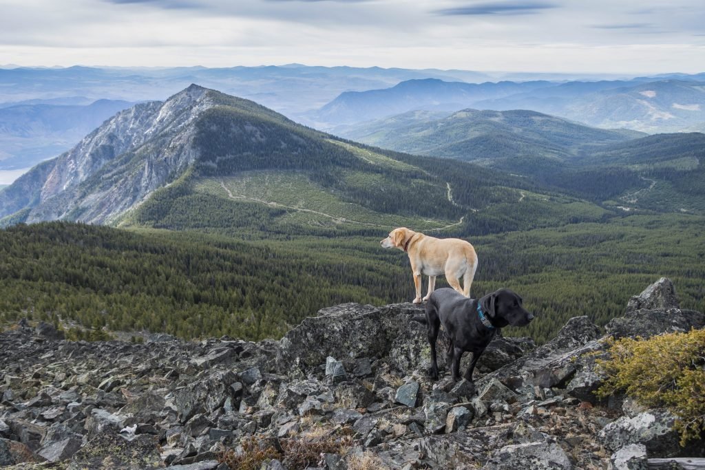 Summit dogs on Chopaka Mountain