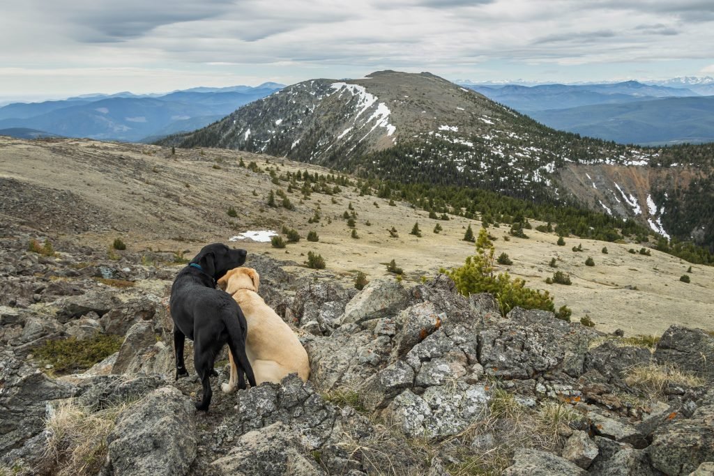 Summit dogs on Hurley Peak
