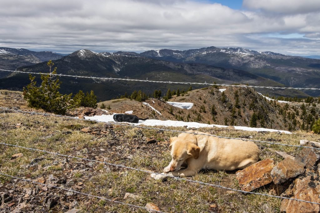 Summit dogs on Joe Mills Mountain