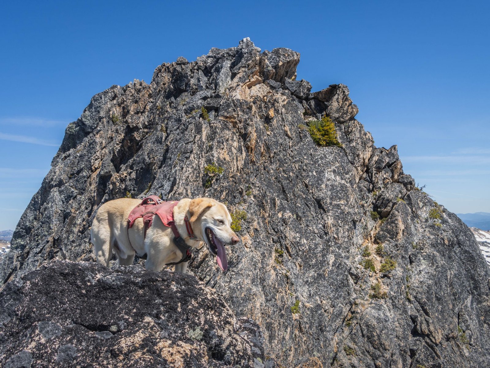 Summit dogs on Porcupine Peak