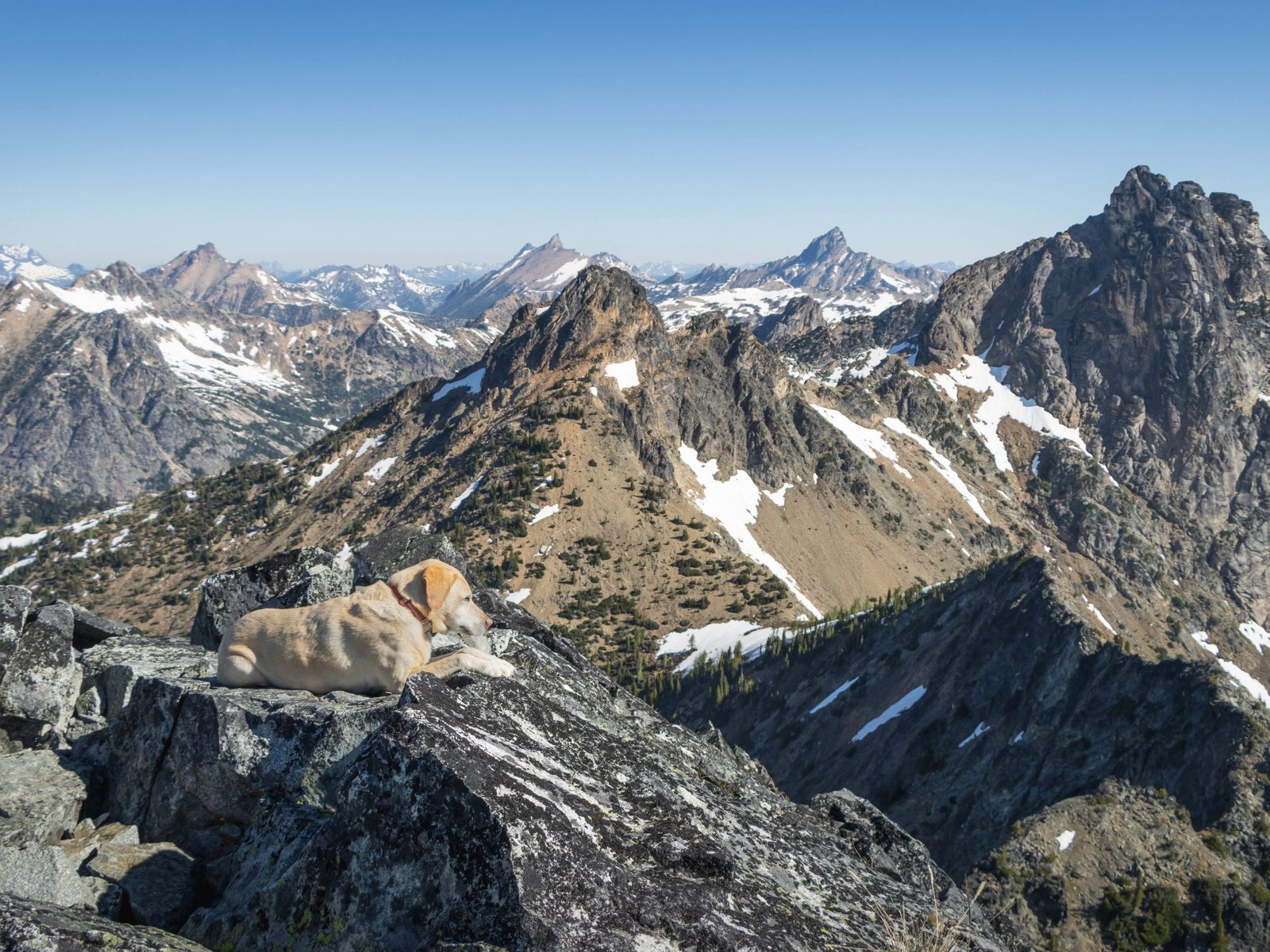 Summit dogs on Whistler Mountain