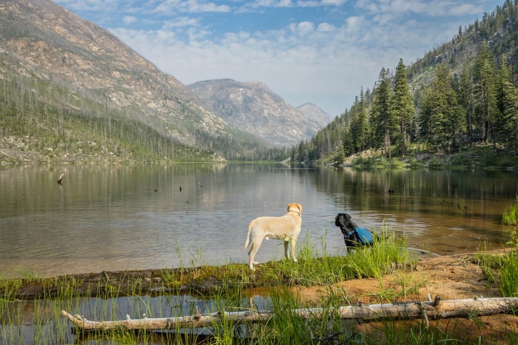Water Dogs by Black Lake
