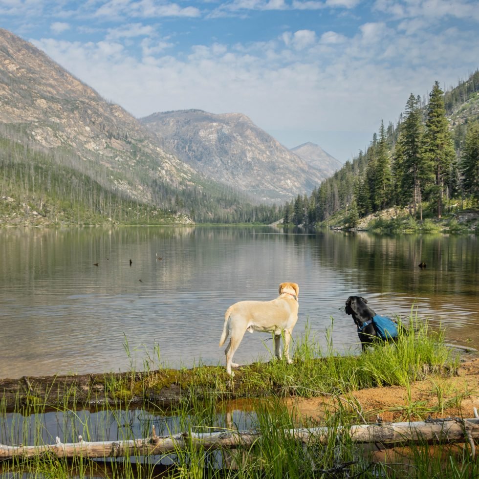 Water Dogs by Black Lake