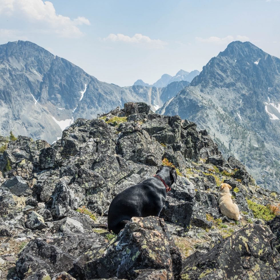 Summit Dogs on Eightmile Peak