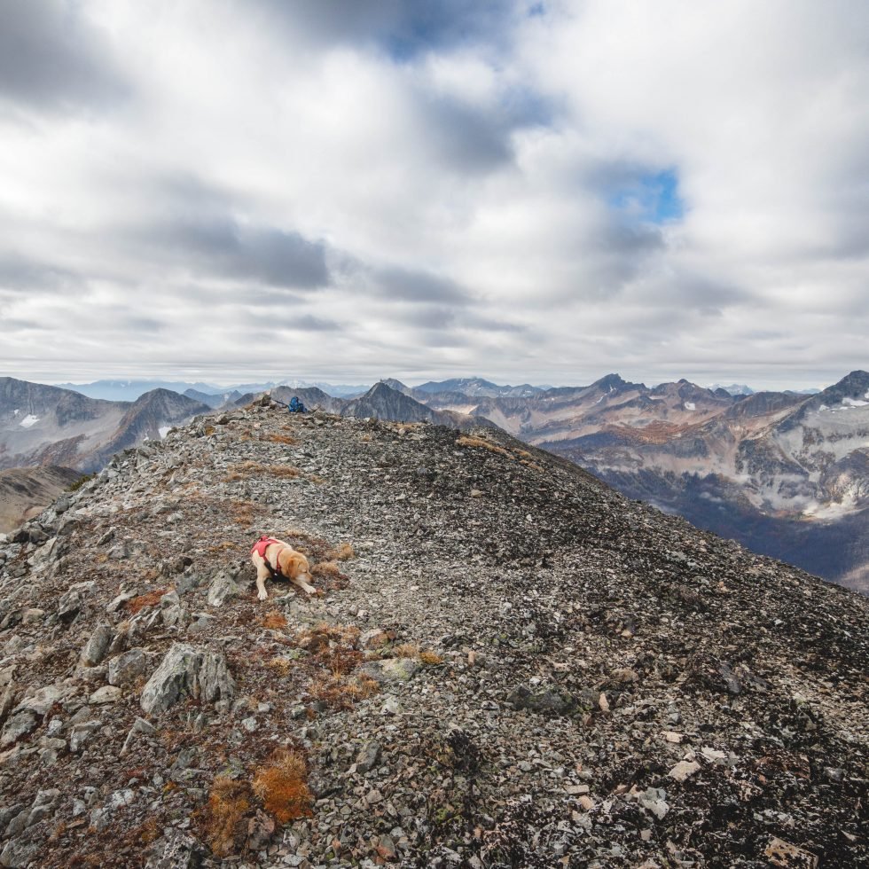 Summit dogs on Many Trails Peak
