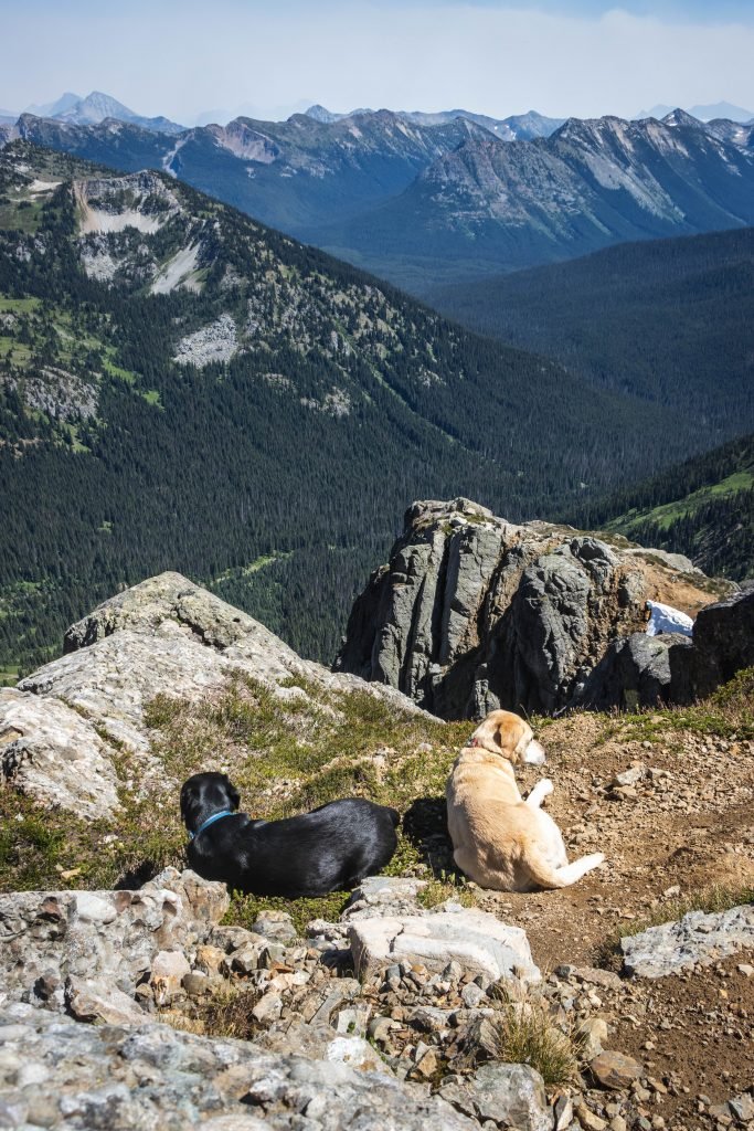 Summit dogs on Shull Mountain