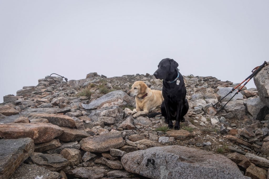 Summit Dogs on Duncan Hill