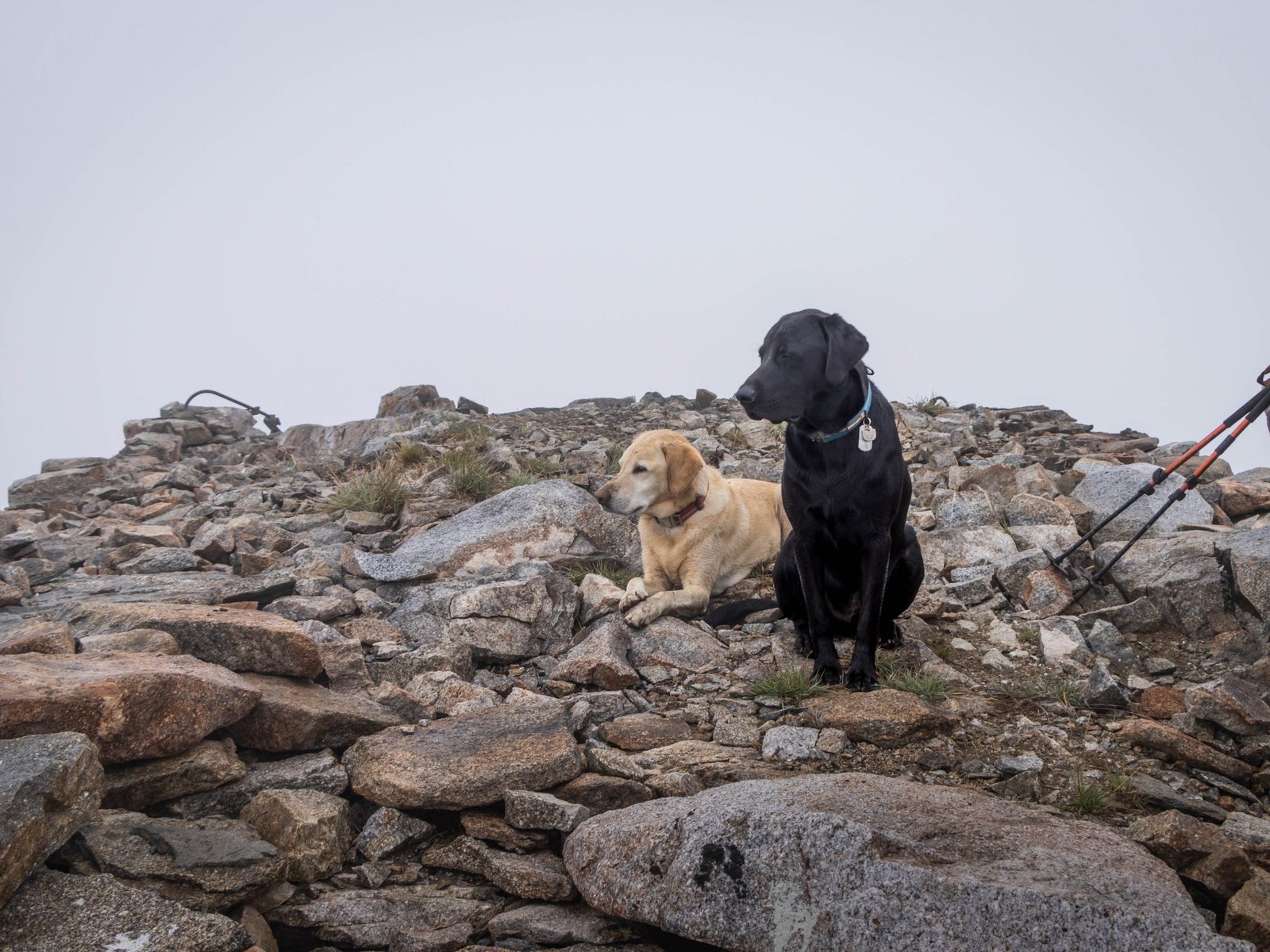 Summit dogs on Duncan Hill