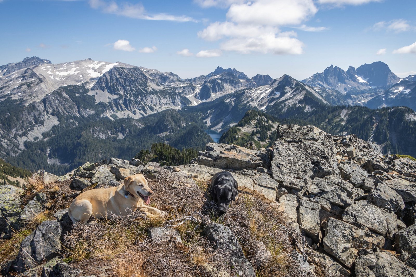 Summit Dogs on Silver Eagle Peak