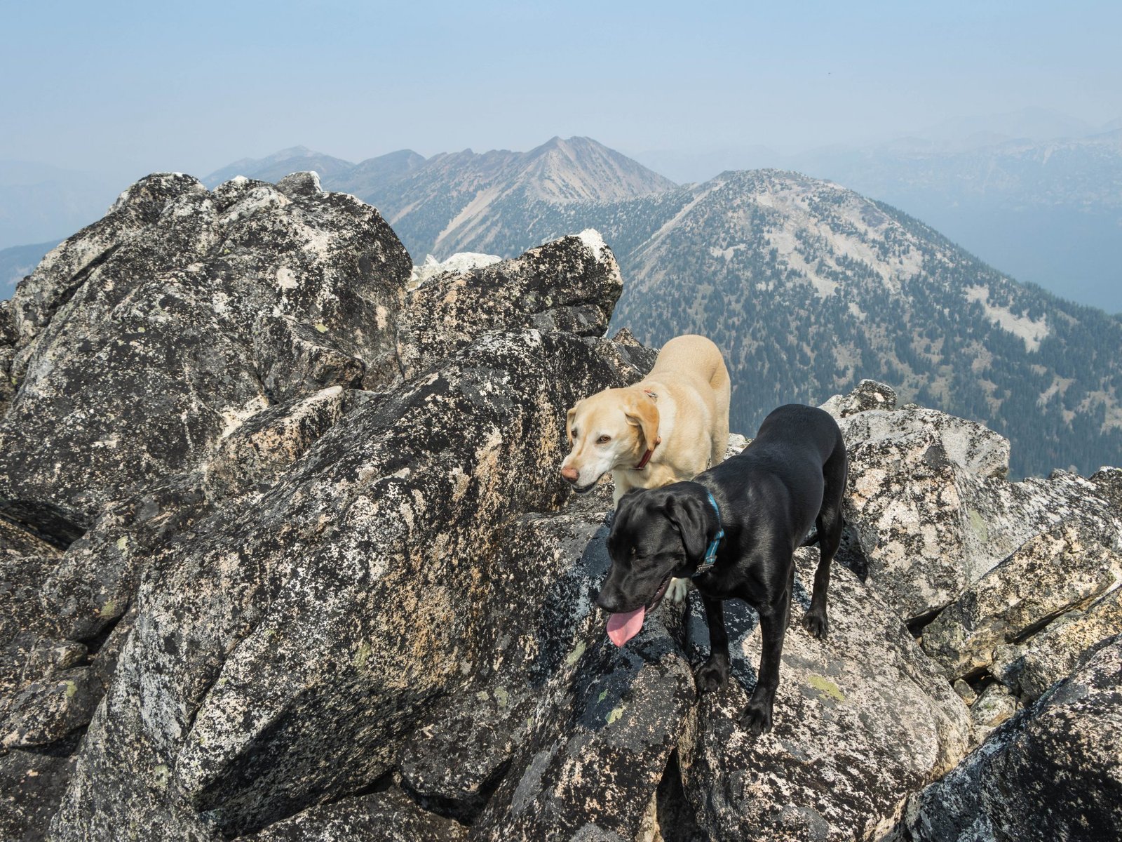 Summit Dogs on Pasayten Peak