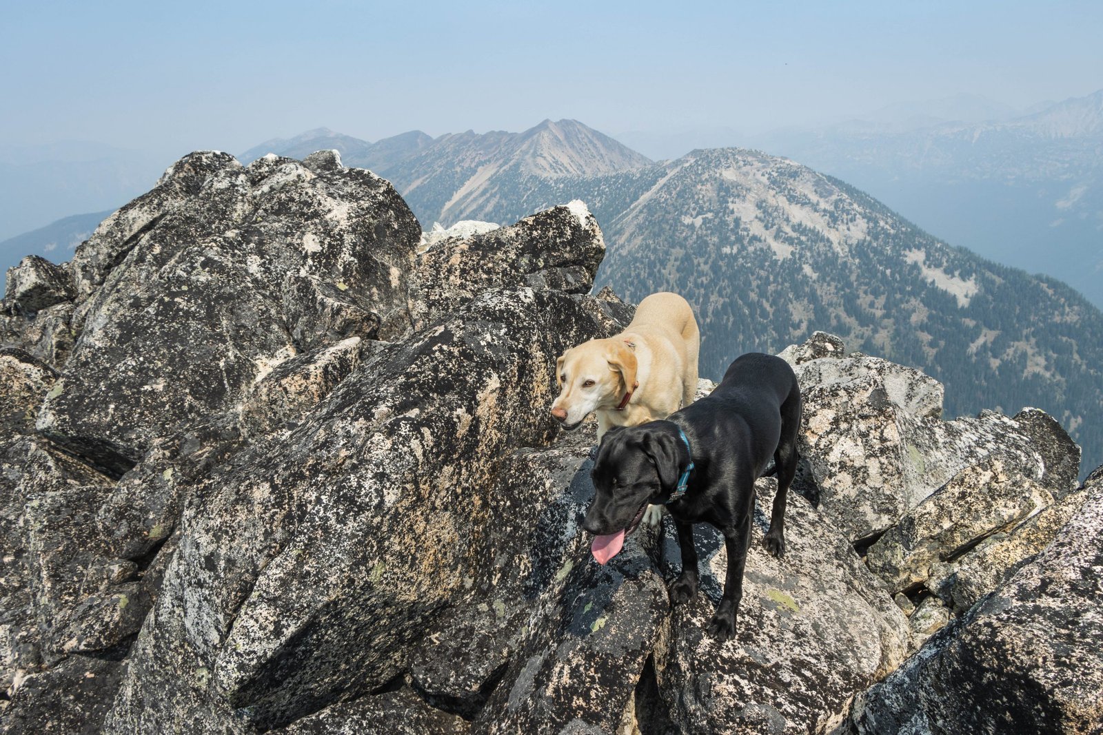 Summit Dogs on Pasayten Peak
