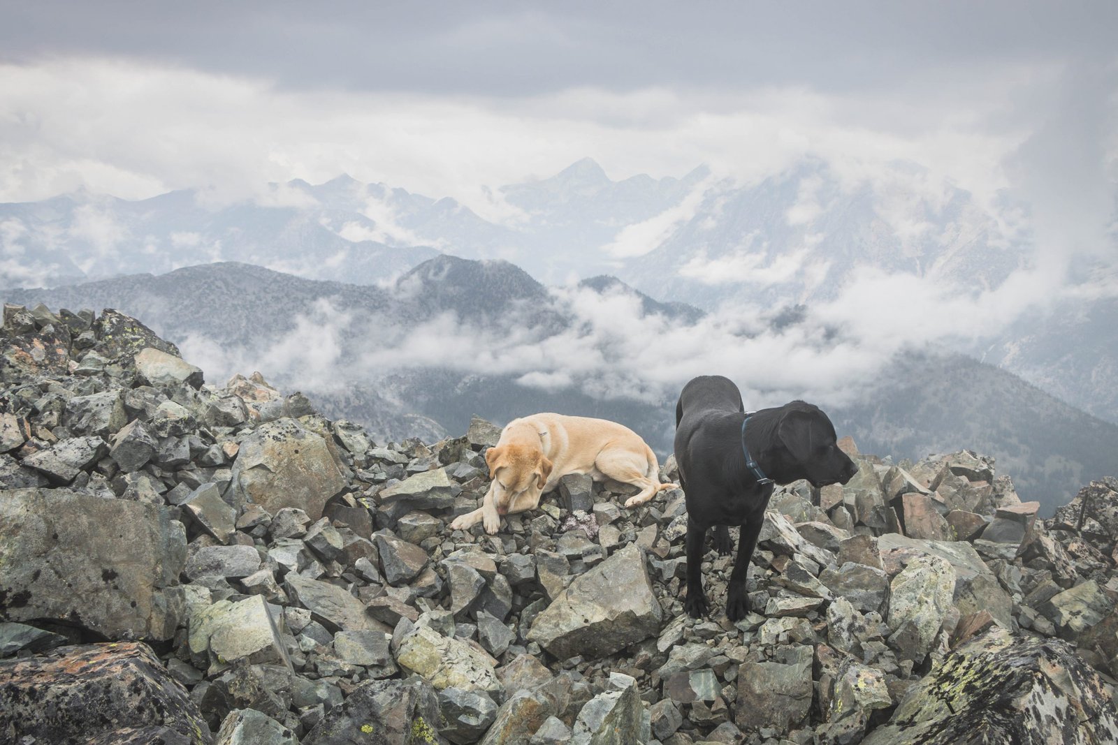 Summit Dogs on Beauty Peak