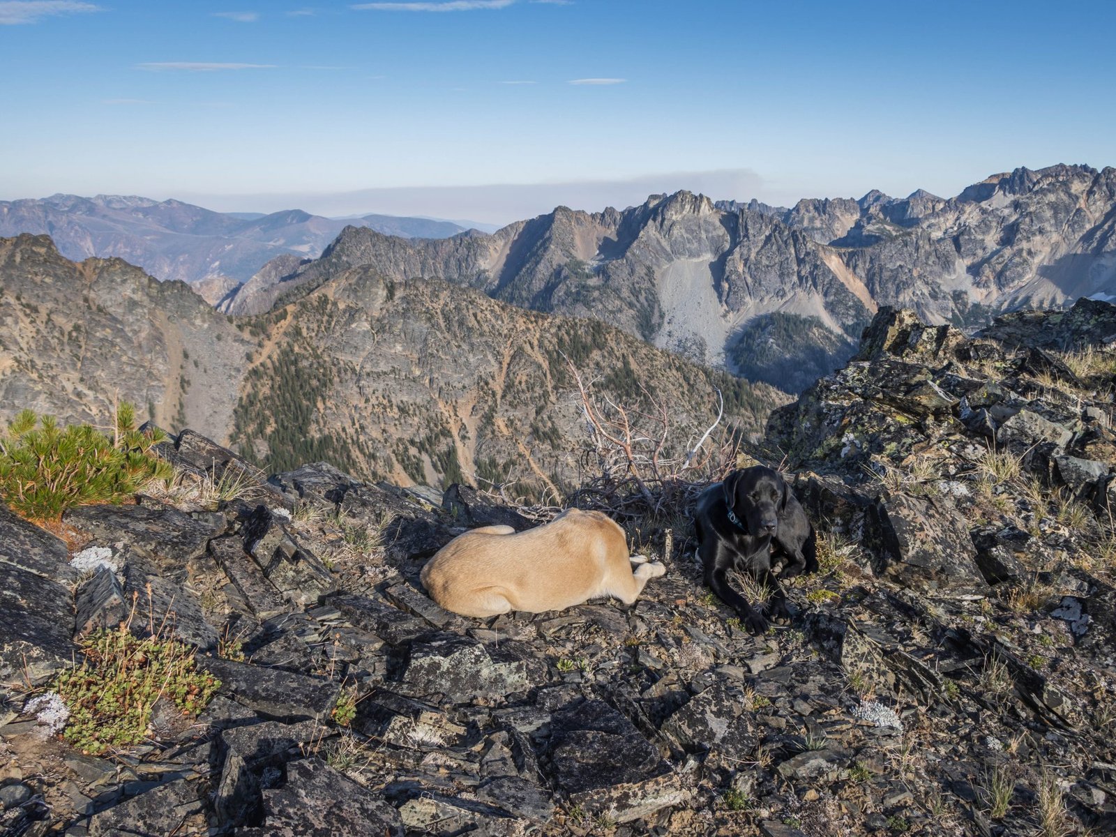 Summit Dogs on Mirror Mountain
