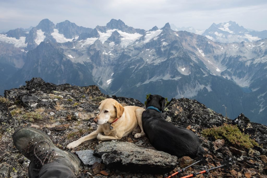 Summit Dogs on Gabriel Peak