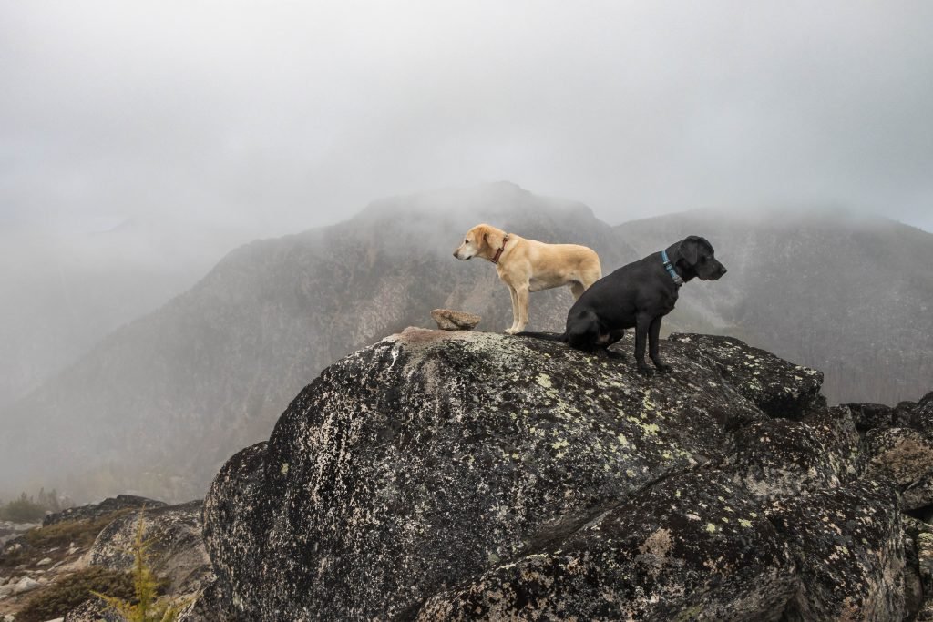 Summit Dogs on Newland Point