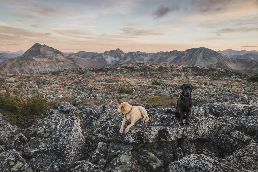 Summit Dogs on Bald Mountain in Pasayten Wilderness